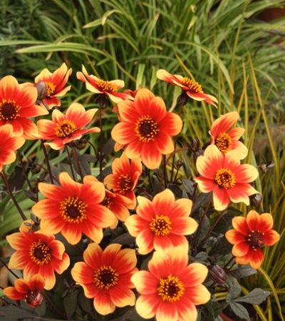 Dahlia Happy Days® Bico